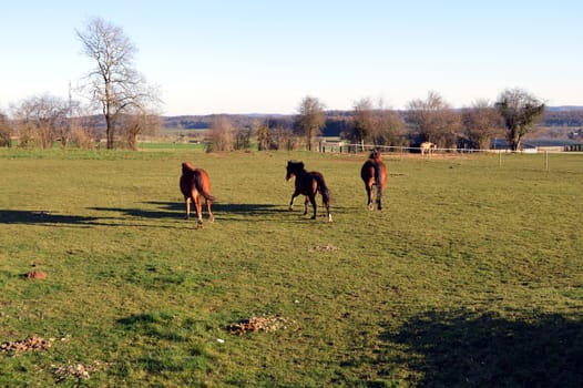 Three horses of brown color galloping in a green pasture