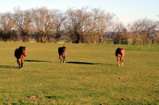 Three brown horses in a green pasture