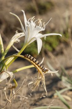 Pancratium maritimum, or sea daffodil, bulbous plant native to both sides of the Mediterranean region and Black Sea with Amaryllis borer, Crinum borer,  Lily borer or Kew arches, Brithys crini moth caterpillar, Noctuidae family.