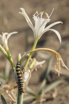 Pancratium maritimum, or sea daffodil, bulbous plant native to both sides of the Mediterranean region and Black Sea with Amaryllis borer, Crinum borer,  Lily borer or Kew arches, Brithys crini moth caterpillar, Noctuidae family.