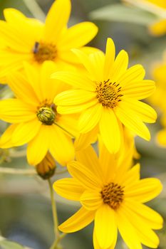 Jerusalem artichoke (Helianthus tuberosus), sunroot, sunchoke, earth apple or topinambour, species of sunflower native to eastern North America, cultivated across the temperate zone for its edible tuber.