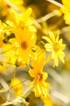 Jerusalem artichoke (Helianthus tuberosus), sunroot, sunchoke, earth apple or topinambour, species of sunflower native to eastern North America, cultivated across the temperate zone for its edible tuber.