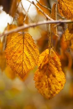 Colorful plant details of nature in Autumn season