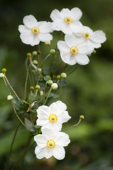 Anemone hupehensis flowers, Chinese anemone or Japanese anemone, thimbleweed, or windflower, flowering herbaceous perennials in the Ranunculaceae family