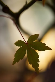 Colorful plant details of nature in Autumn season