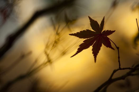 Colorful plant details of nature in Autumn season