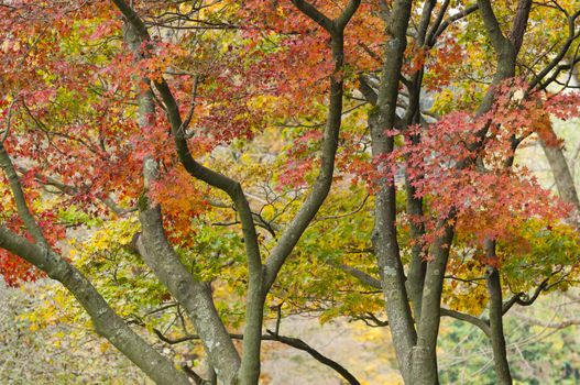 Colorful plant details of nature in Autumn season