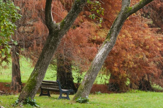 Colorful plant details of nature in Autumn season