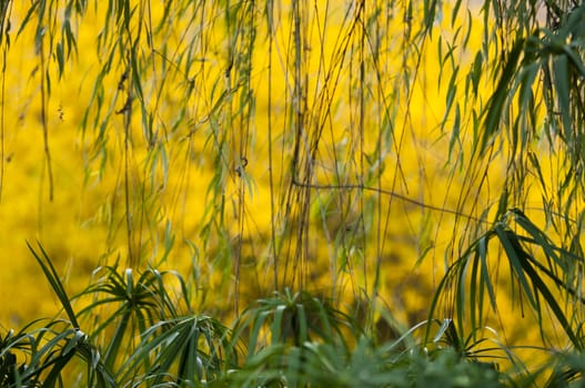 Colorful plant details of nature in Autumn season