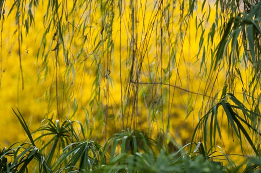 Colorful plant details of nature in Autumn season