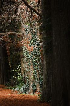 Colorful plant details of nature in Autumn season