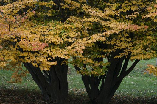 Colorful plant details of nature in Autumn season