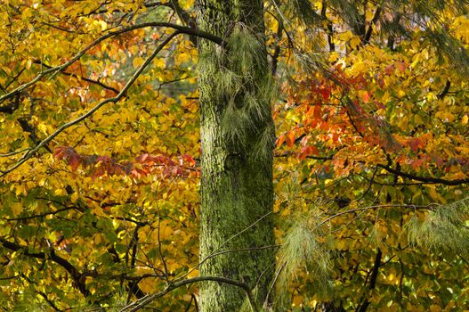 Colorful plant details of nature in Autumn season