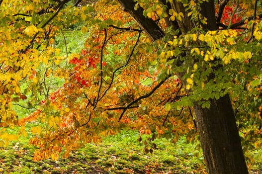 Colorful plant details of nature in Autumn season