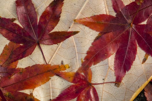 Colorful plant details of nature in Autumn season