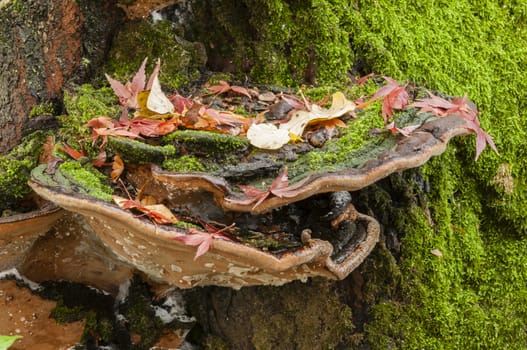 Colorful plant details of nature in Autumn season