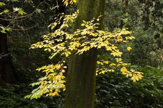 Colorful plant details of nature in Autumn season