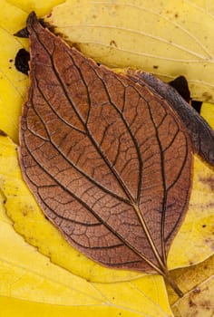 Colorful plant details of nature in Autumn season