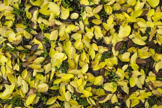 Colorful plant details of nature in Autumn season