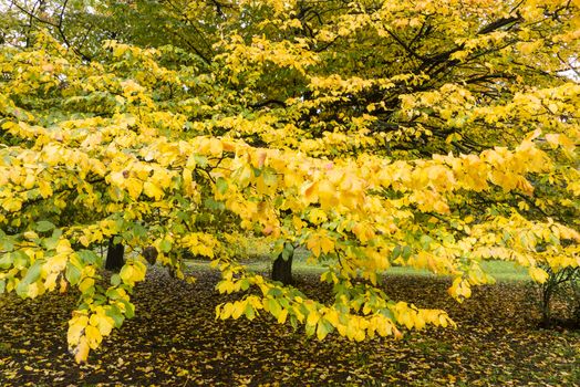 Colorful plant details of nature in Autumn season