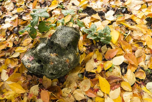 Colorful plant details of nature in Autumn season