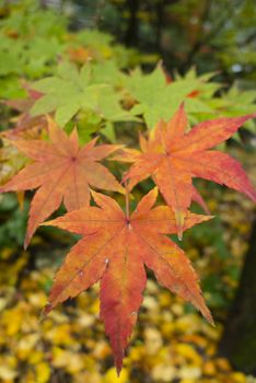 Colorful plant details of nature in Autumn season