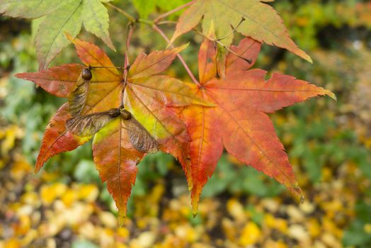 Colorful plant details of nature in Autumn season