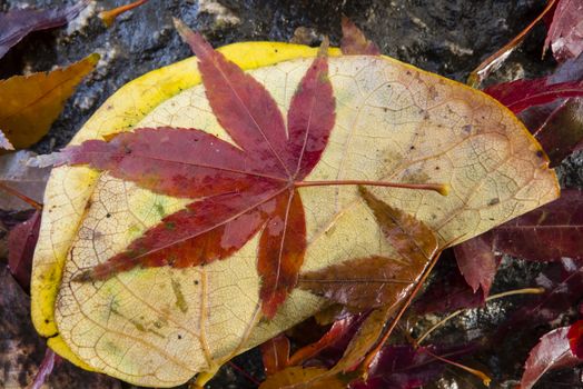 Colorful plant details of nature in Autumn season