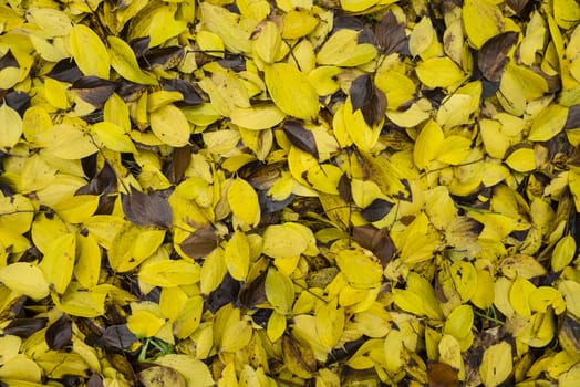 Colorful plant details of nature in Autumn season