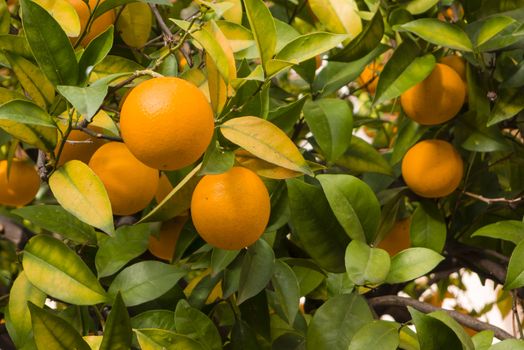 Orange fruits on trees in winter time, Citrus sinensis