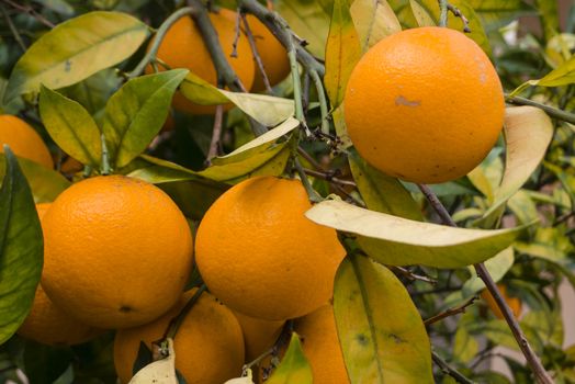 Orange fruits on trees in winter time, Citrus sinensis