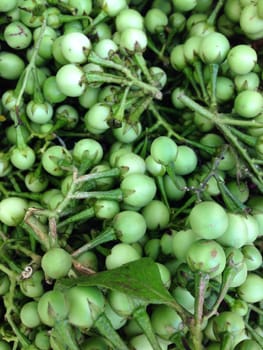 Closeup view of asian eggplant, view group of many eggplant, eggplant background