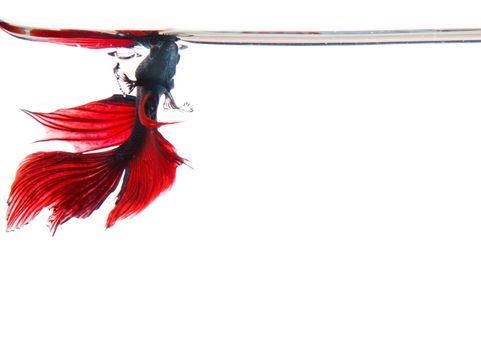 thai red betta fighting fish top form under clear water isolated white background