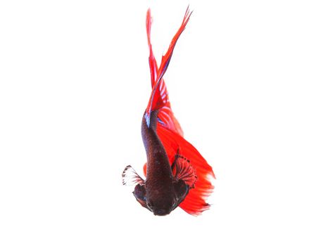 close up of beautiful red tail thai siamese fighting fish betta isolated white background