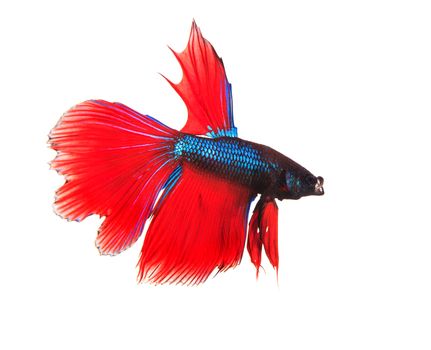 siamese thai red betta fighting fish full body top form isolated white background