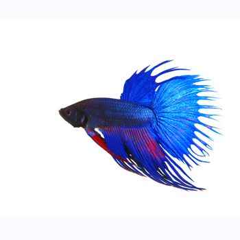 side view of beautiful blue crown tail siamese thai betta fighting fish show full form of fin and crowntail isolated white background use for animalsa and aquatic pets theme