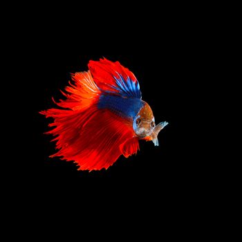 beautiful  of  red tail siamese betta fighting fish isolated on black background