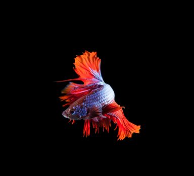 red tail and fin thai siamese betta fighting fish show beautiful of full body isolated on black background