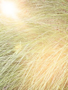 Blur of tall grass with len flare effect, out of focus image, tall grass field nature background with len flare effect vintage style