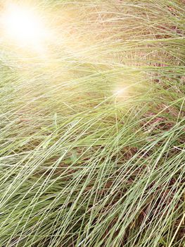 Blur of tall grass with len flare effect, out of focus image, tall grass field nature background with len flare effect vintage style