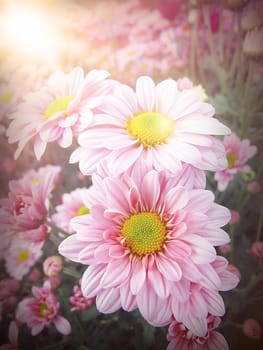 Vintage, retro , love or valentine background concept : Pink Chrysanthemum Flowers close up, beautiful pink flowers in the garden