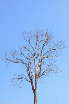 dry tree with clear blue sky background