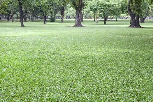 green grass in public park use as natural background