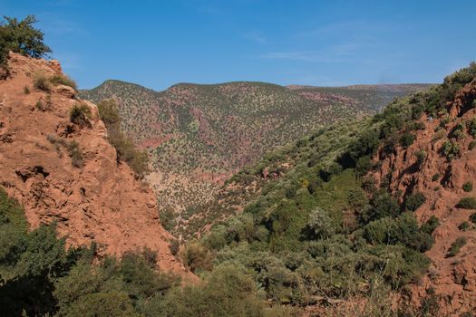 Fresh green plants on the rocks of Atlas Mountains during the autumn. Bright blue sky.