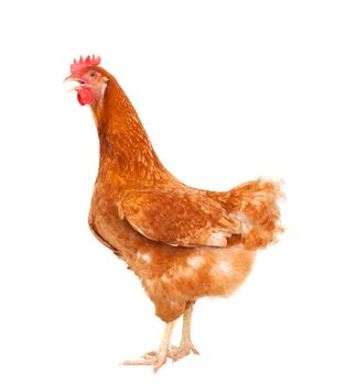 full body of brown chicken hen standing isolated white background use for farm animals and livestock theme