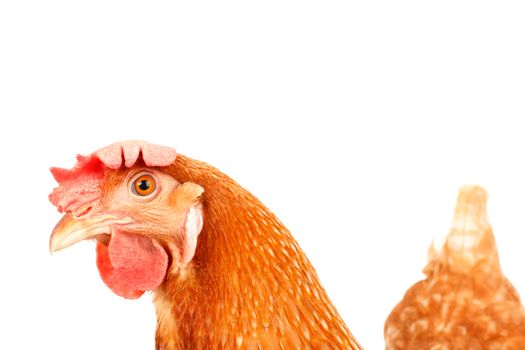 close up of chicken head funny acting isolated white background