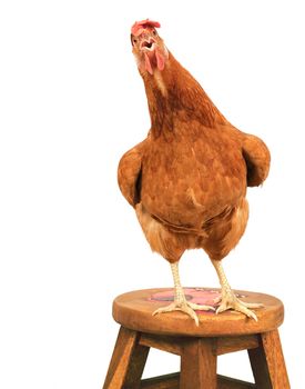 close up portrait full body of brown female eggs hen standing show beautiful plumage,feather isolated white background use for livestock and farm animals theme