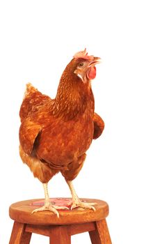 close up portrait full body of brown female eggs hen standing show beautiful plumage,feather isolated white background use for livestock and farm animals theme