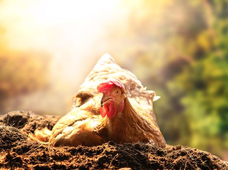 relaxing of chicken hen lying in dirt soil against beautiful sun light background use good management in livestock farm and agriculture in rural scene