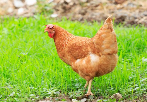 brown chicken hen in green field use for livestock in arganic natural rural farm 